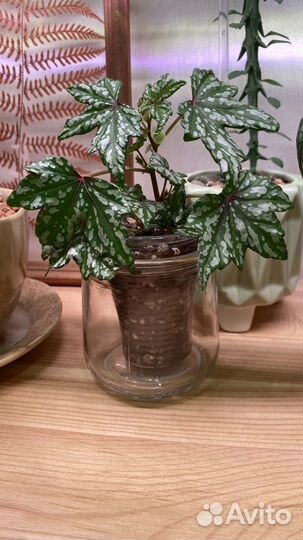 Комнатные цветы