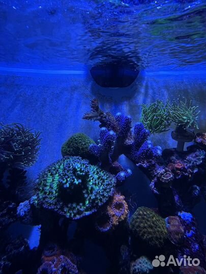 Кораллы для морского аквариума