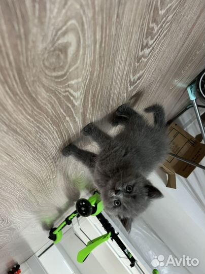 Британский котенок, мальчик