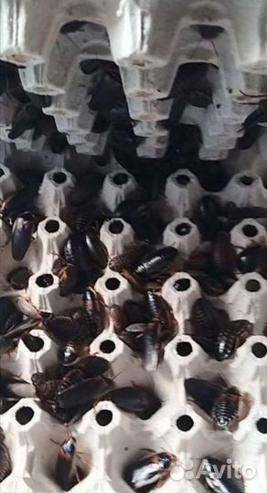 Аргентинские тараканы