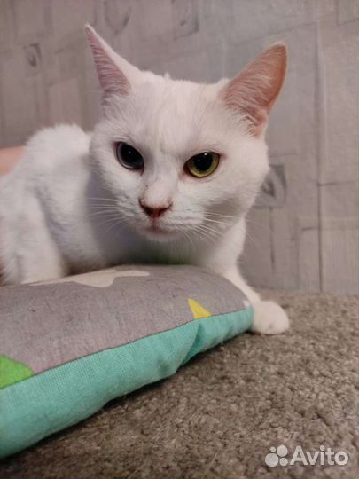 Кошка с разными глазами