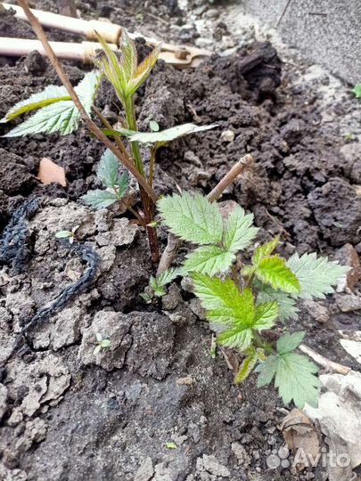 Ежевика бесшипная ремонтантная