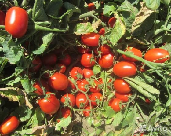 Семена Томата 