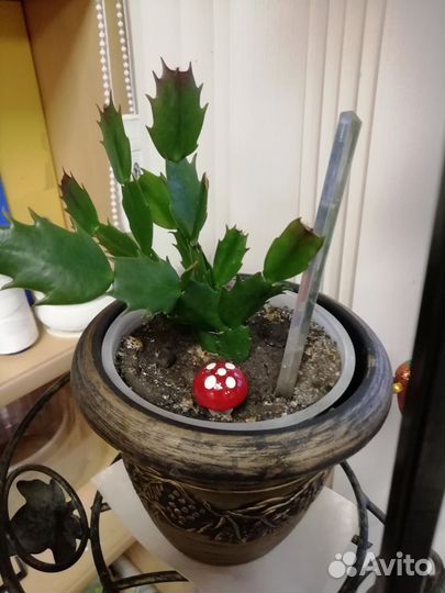 Комнатные цветы