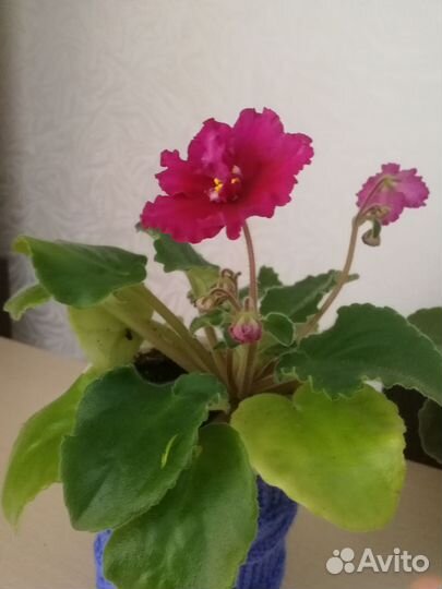 Фиалки цветущие в горшке