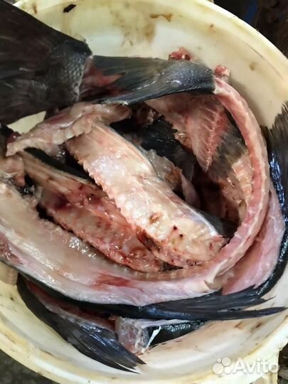 Рыбные отходы на корм для животных