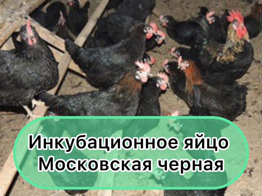 Инкубационное яйцо Московская черная