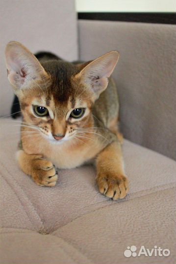 Абиссинские котята