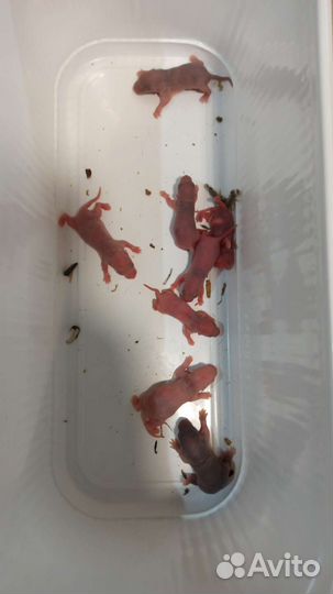 Кормовые грызуны