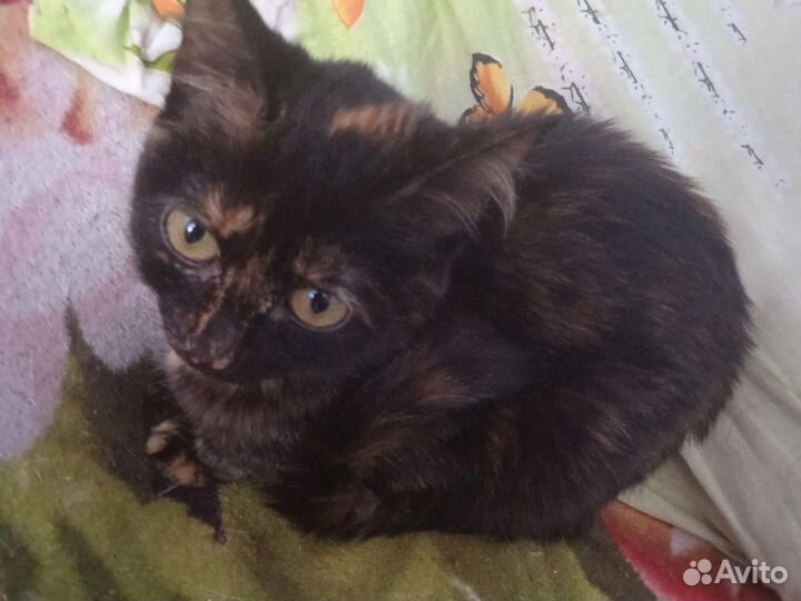 Кошка в дар бесплатно