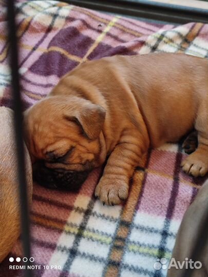 Собаки щенки