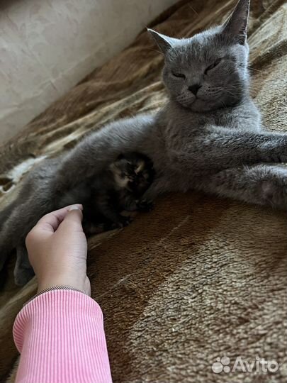 Кошечка в добрые руки