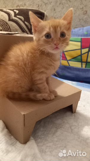 Котята отдам бесплатно