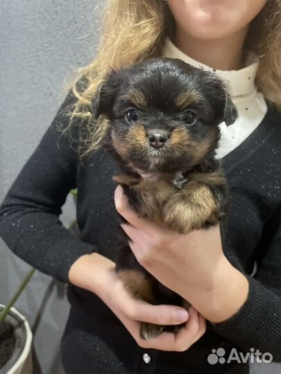 Чорки малыши