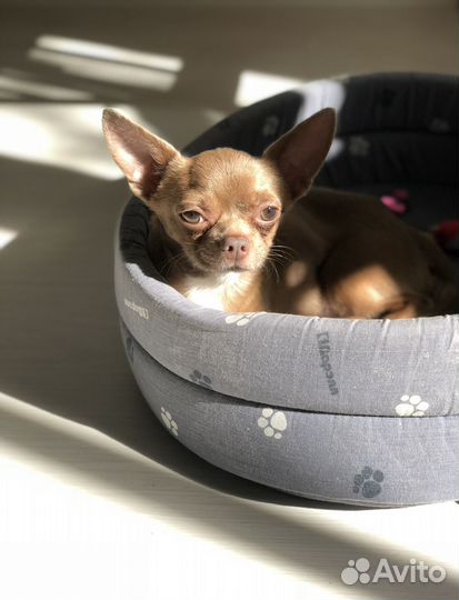 Чихуахуа кобель для вязки