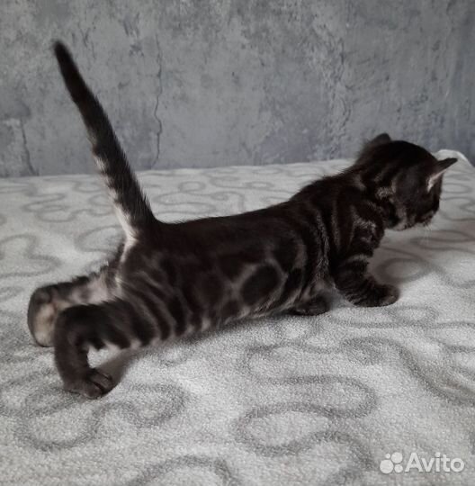 Угольный бенгал котенок