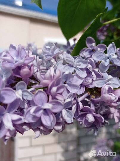 Сирень махровая