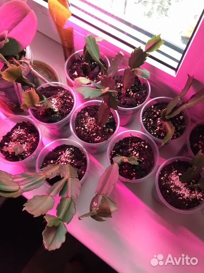 Детки белого декабриста, фиалки, алое вера и др