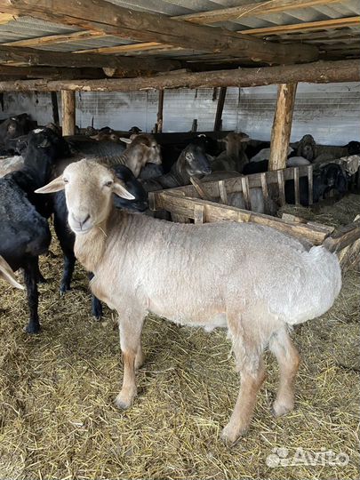 Овцы и бараны, на Курбан Байрам