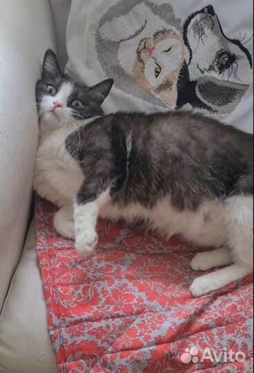 Кошечка Глаша