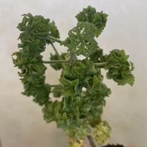 Пеларгония P. graveolens cv 'Bontrosai