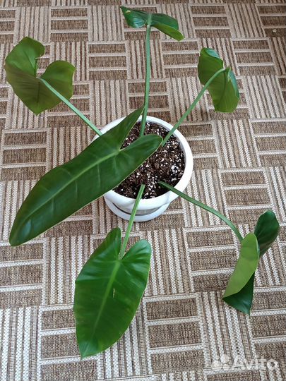 Филодендрон