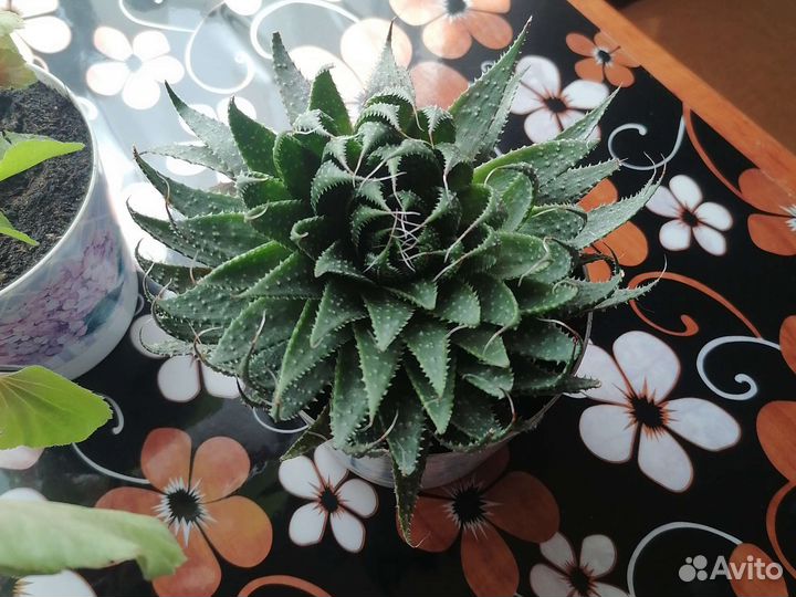 Комнатные цветы