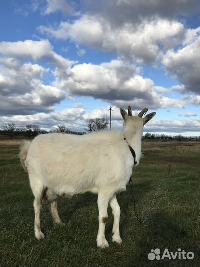 Коза дойная молочная