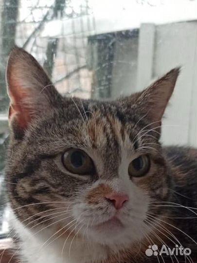 Кошка