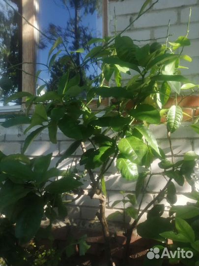 Павловский лимон