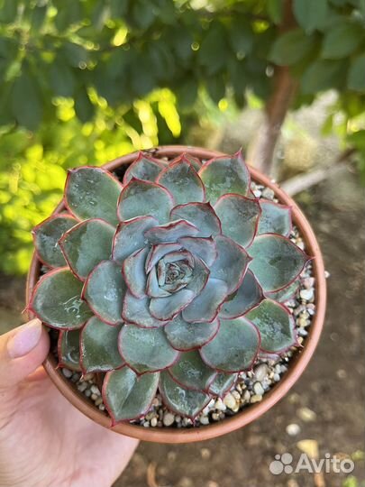 Суккуленты