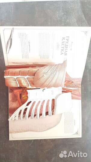 Книга тело человека. Ричард Уолкер