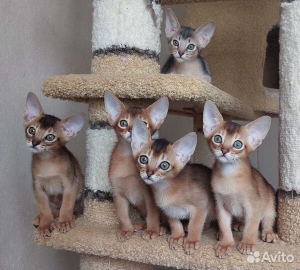 Абиссинские котята
