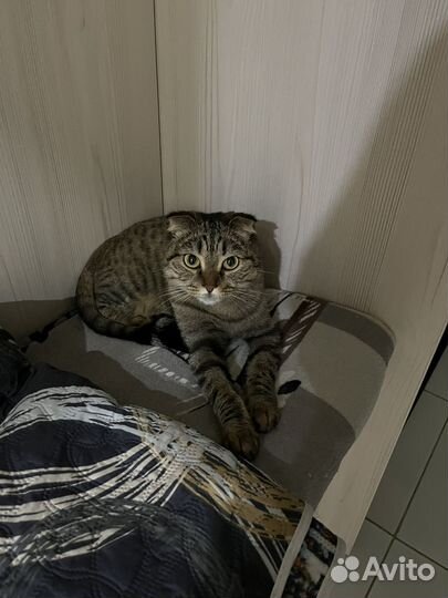 Вислоухая кошка