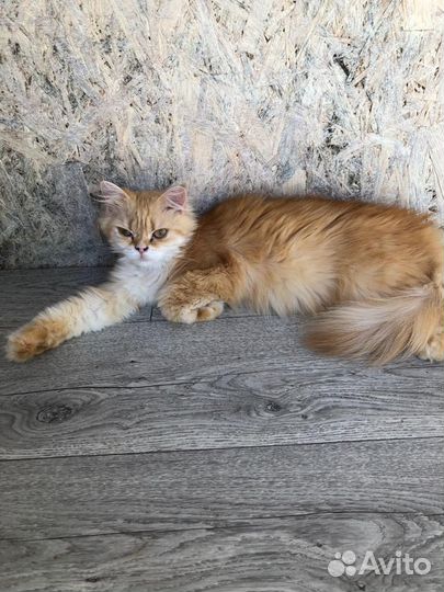 Британская кошка