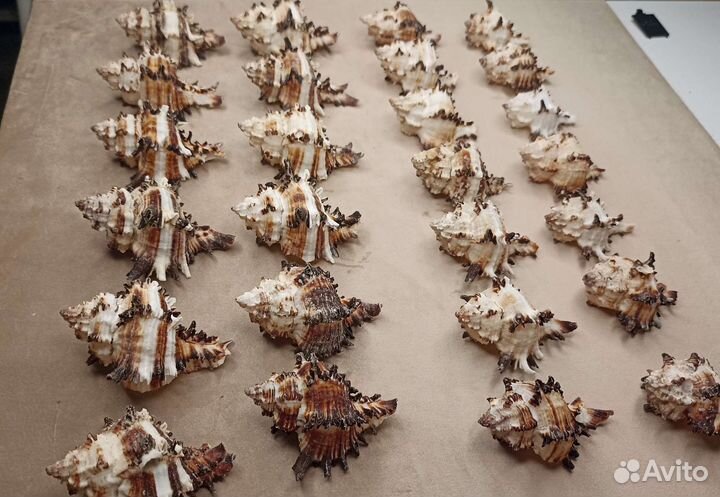 Морские ракушки Мурекс 6-8 см