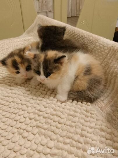 Котята в добрые руки. Бесплатно