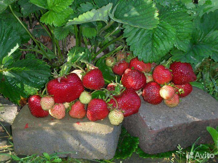 Клубника чамора туруси - саженцы