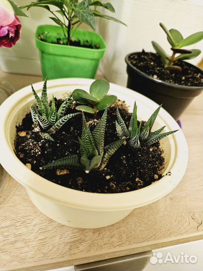 Комнатные цветы