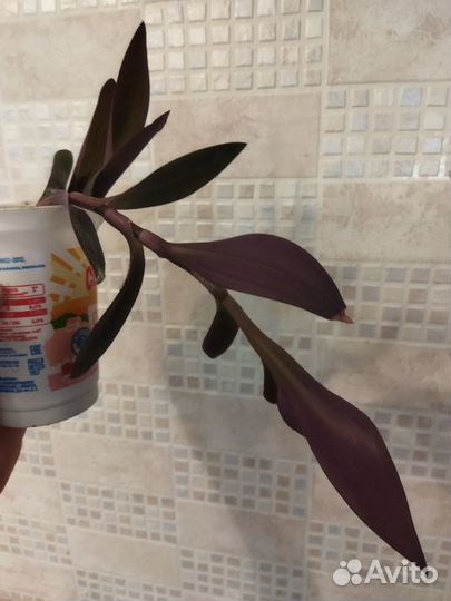 Традесканция фиолетовая