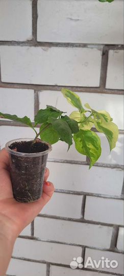 Бугенвиллия черенки