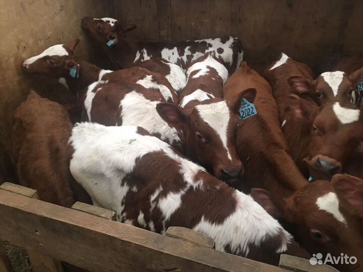 Телята бычки