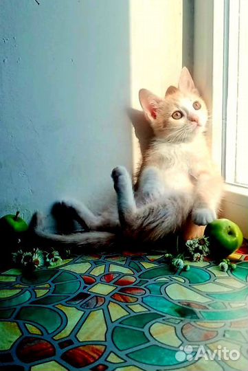 Котята рыжие бесплатно