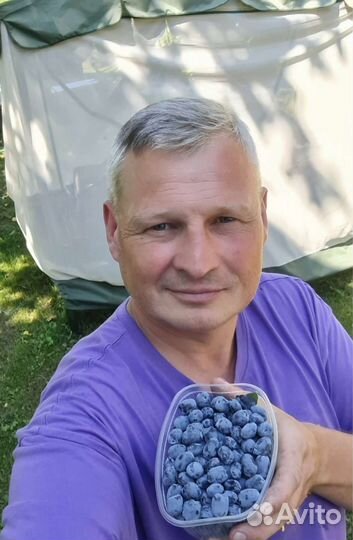 Жимолость Канадских и Американских сортов