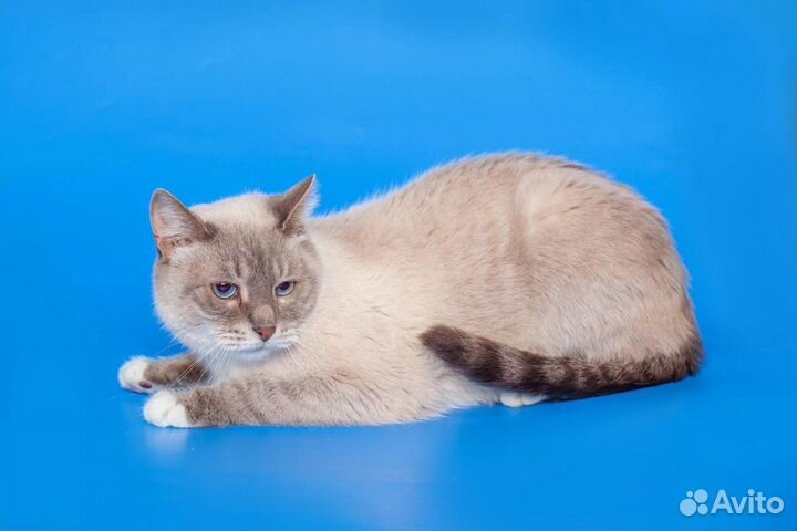 Тайский кот страдает в приюте