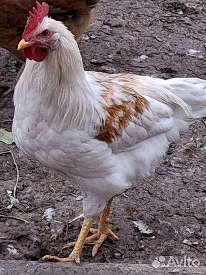 Молодые петухи