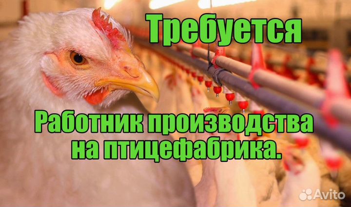 Ищем рабочих на птицефабрику. Вахтовый метод