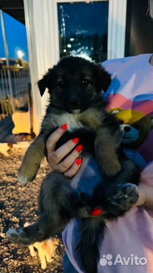 Щеночки в добрые руки