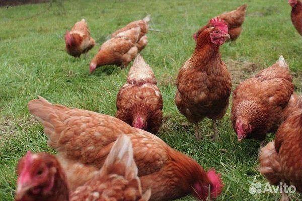 Куры несушки Коричневые