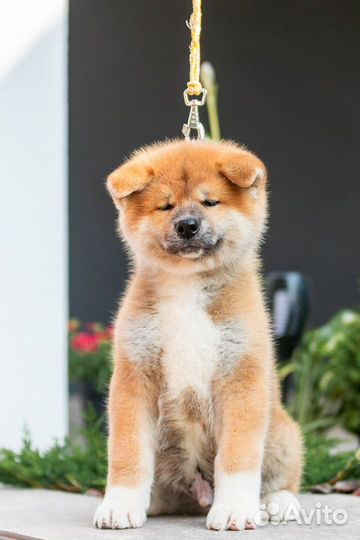 Крупный красивый мальчик акита. Готов к переезду